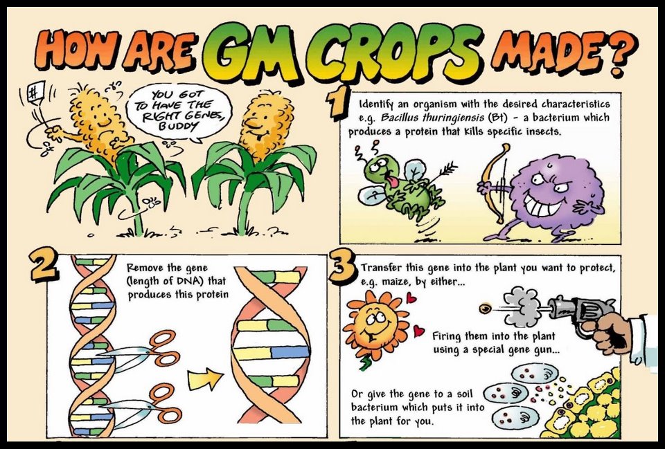 Gmo health risks: what the scientific evidence says